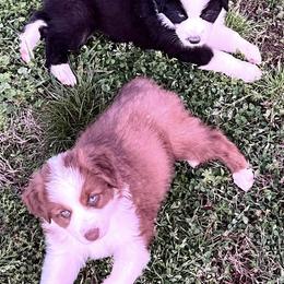 Australian Shepherds from Velocity Farms, farm raised Aussies