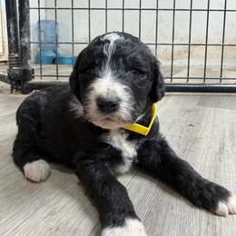 Fava bean - Yellow - Black and white female Aussiedoodle puppy in Eolia, Missouri from Barefoot Kennel