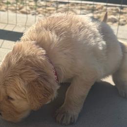 Pink Girl - Golden female Golden Retriever puppy in Rockwell, North Carolina from KnL Golden Acres