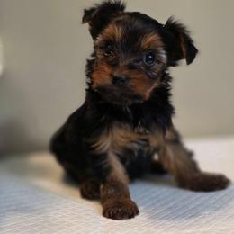 Lilo's girl 1 - Black and tan female Yorkshire Terrier puppy in Aiken, South Carolina from Sio's Yorkies