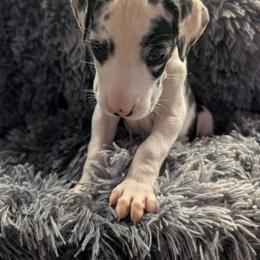 Moxie - Harlequin female Great Dane puppy in Brooksville, Florida from Follow My Lead Great Danes