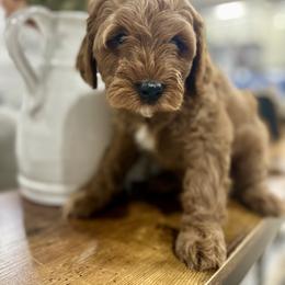 Cavapoo Puppies from Mustard Seed Cava Co.