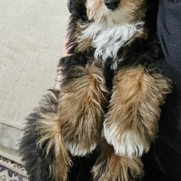 Boy 1 - Tri-color male Bernedoodle puppy in Schertz, Texas from Kat's Teddydoodles