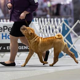Ruoxi - Chinese Shar-Pei