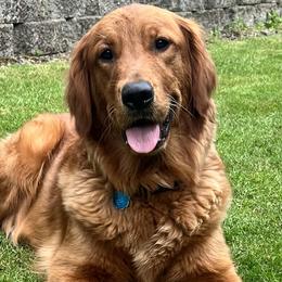 Annabelle - Golden Retriever