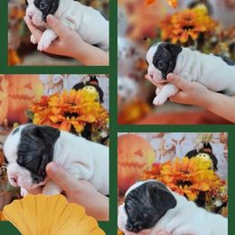 Bulldog and French Bulldog Puppies from Eclipse Bulldogs