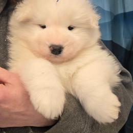 Blue boy - White male Samoyed puppy in Elwell, Michigan from Limelight Samoyeds