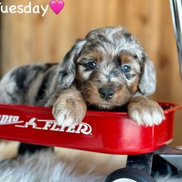 Tuesday - Blue merle female Aussiedoodle puppy in Lancaster, Minnesota from Finney Ranch