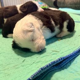 June - Black and white female Border Collie puppy in Lebanon, Oregon from Cahill’s Canines