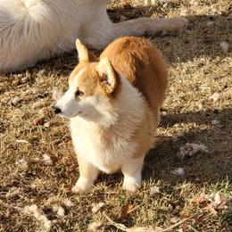 Girl 1 - Pembroke Welsh Corgi puppy in Anton, Texas from X Bar's Lil Legs of Texas