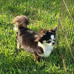 JoJo - Chihuahua
