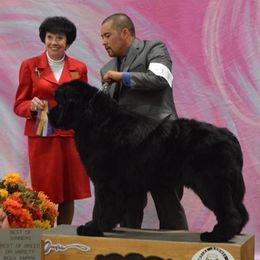 Newfoundlands from Gentle Soul Newfoundlands