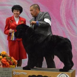 Newfoundlands from Gentle Soul Newfoundlands