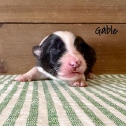 Gable - Black tri-color male Australian Shepherd puppy in Kearney, Nebraska from Helix Aussies
