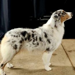 Australian Shepherd All Grown Up from Artistic Australian  Shepherds
