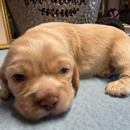 Boy 1 - Buff and white male Cocker Spaniel puppy in Phil Campbell, Alabama from Sandra Clark's Cocker Spaniels