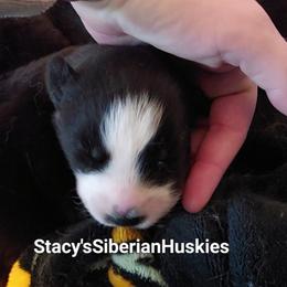 Mj - Black and white female Siberian Husky puppy in Savannah, Georgia from Stacy's Siberian Huskies