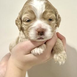 Goldie - Golden female Cockapoo puppy in Liberty, Kentucky from Kentucky Cockapoos