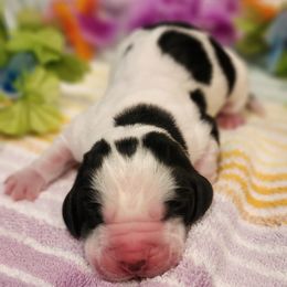 Watermelon - Black and white female Basset Hound puppy in Floyd, Arkansas from Twin Creek Acres