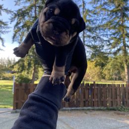 Bobbe -jo - Black tri-color female Bulldog puppy in Marysville, Washington from English Bulldogs WA