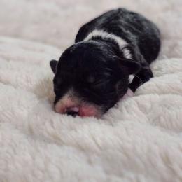 Cadbury - Black tri male Miniature Australian Shepherd puppy in Gainesboro, Tennessee from Family Tradition
