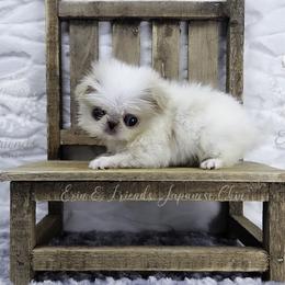 Lemon Male 3 - Lemon and white male Japanese Chin puppy in Johnson City, Tennessee from Erin & Friends Japanese Chin