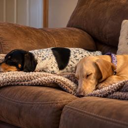 Dachshund puppies from Prairie Ridge Dachshunds