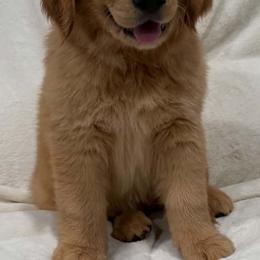 Golden Retrievers from PureGolden4ever