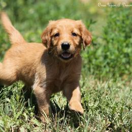 Missy Green Boy - Dark golden male Golden Retriever puppy in Idaho Falls, Idaho from Once Upon A Dream Kennels