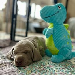 Weimaraner Puppies from Twelve Acre Wood Weimaraners