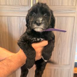 Solid black female - Black female Goldendoodle puppy in Vallejo, California from Well Rooted Doodles