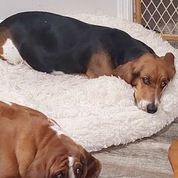 MAIZIE - Basset Hound