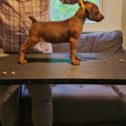 Butterfly- Yellow- Went to show home - Red female German Pinscher puppy in Chatham, Virginia from WMHK9/Roolyn German Pinschers