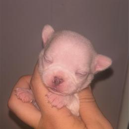 Nigiri - White male Chihuahua puppy in New Castle, Delaware from Sasha’s Elite Kennel LLC