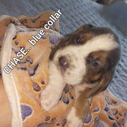 CHASE... BLUE COLLAR - Blue tan and white male Basset Hound puppy in Highland Heights, Kentucky from Hound Ridge Meadows