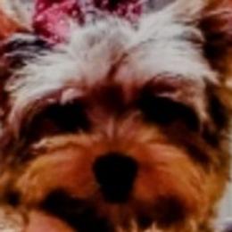 Dali - Yorkshire Terrier