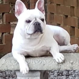 French Bulldogs and Lhasa Apsos from Rosewood Lhasas