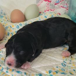 Batman - Black tri-color male Aussiedoodle puppy in Missouri from B&M Cottonwood Canines
