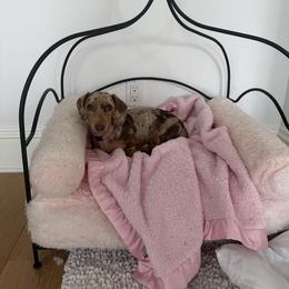 Dachshund All Grown Up from Holiday’s Darling Miniature Dachshunds