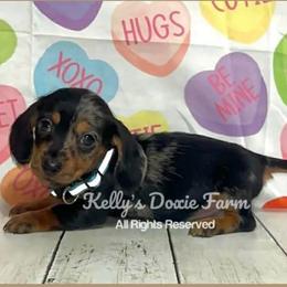 Black and Tan Dapple Male Short Soft Wire - Black and tan male Dachshund puppy in Cleveland, Tennessee from Kelly's Doxie Farm