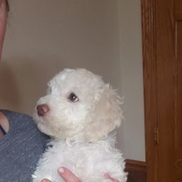 Lagotto Romagnolo Puppies from 1880 Lagotto