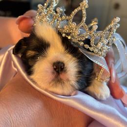 Girl 2H - Silver gold and white female Shih Tzu puppy in Madras, Oregon from Maridee’s ShihTzu