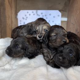 Dachshund Puppies from A Anchor Farm