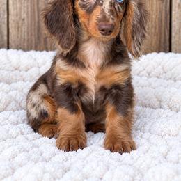 Manny - Dapple male Dachshund puppy in Industry, Illinois from KDKs Kennels