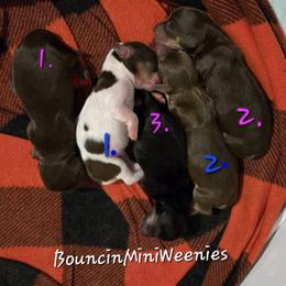LongShadow - Chocolate and tan male Dachshund puppy in New Caney, Texas from BouncinMiniWeenies