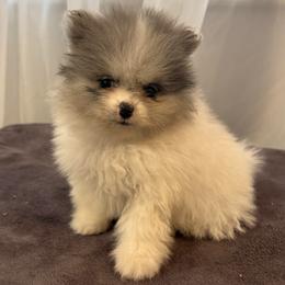 Geo - Blue parti male Pomeranian puppy in Park Valley, Utah from Designer Pomeranians