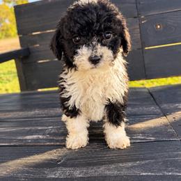 Clyde - Black and white male Aussiedoodle puppy in Hudson, Michigan from Haas Pawz