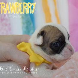 Strawberry - Fawn and white female French Bulldog puppy in Loxahatchee, Florida from Blue Wonder Frenchies