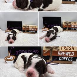 Cappuccino - Parti female Goldendoodle puppy in Summerville, South Carolina from Channys Doodles