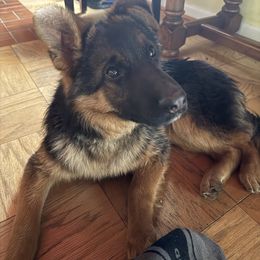 German Shepherd Puppies from Golden Ridge